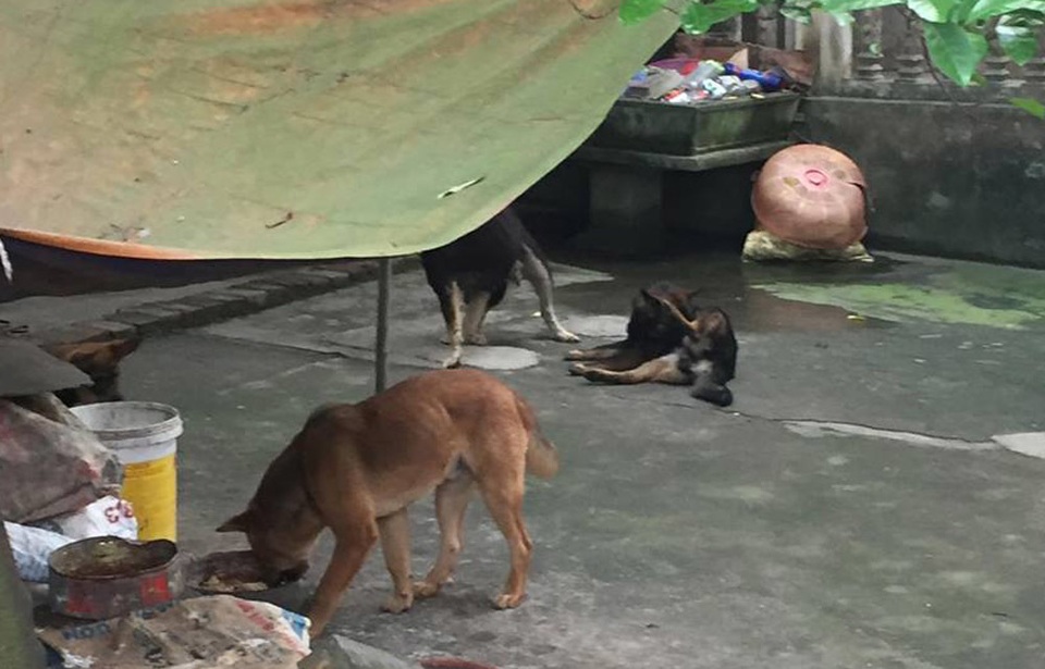 Công an bắt đàn chó cắn tử vong bé trai 7 tuổi - 1 Công an bắt đàn chó cắn tử vong bé trai 7 tuổi - 1