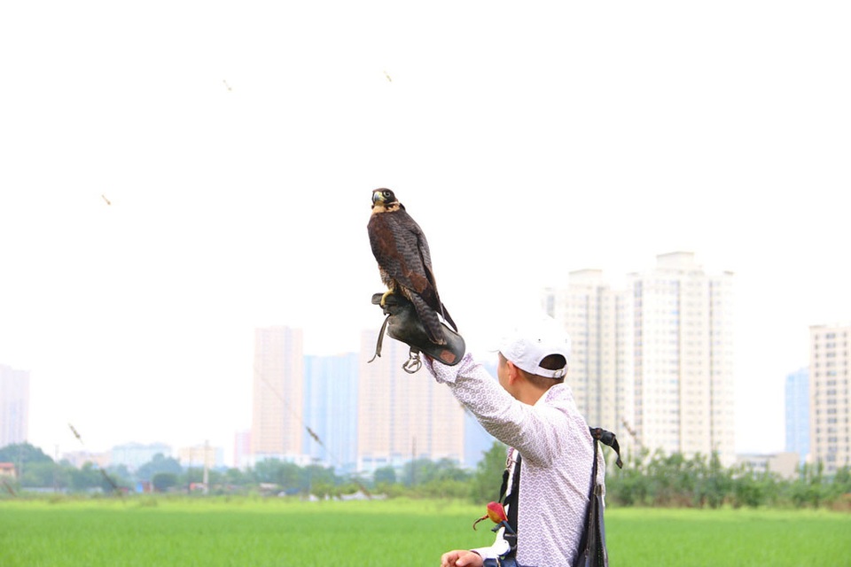 Thú chơi chim ăn thịt đi săn mồi độc đáo ở Hà Nội - 2 Thú chơi chim ăn thịt đi săn mồi độc đáo ở Hà Nội - 2