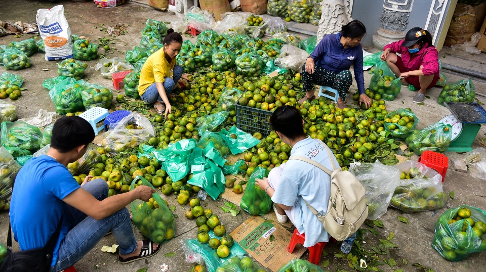 Dân Thủ đô giải cứu quýt sạch cho nông dân Nghệ An - 2 Dân Thủ đô giải cứu quýt sạch cho nông dân Nghệ An - 2
