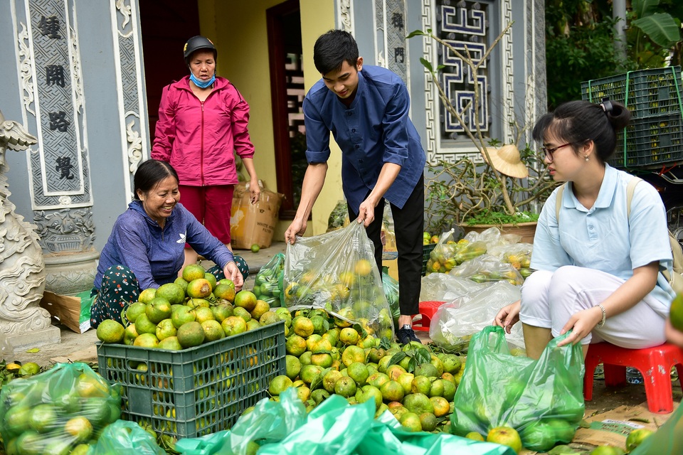 Dân Thủ đô giải cứu quýt sạch cho nông dân Nghệ An - 8 Dân Thủ đô giải cứu quýt sạch cho nông dân Nghệ An - 8