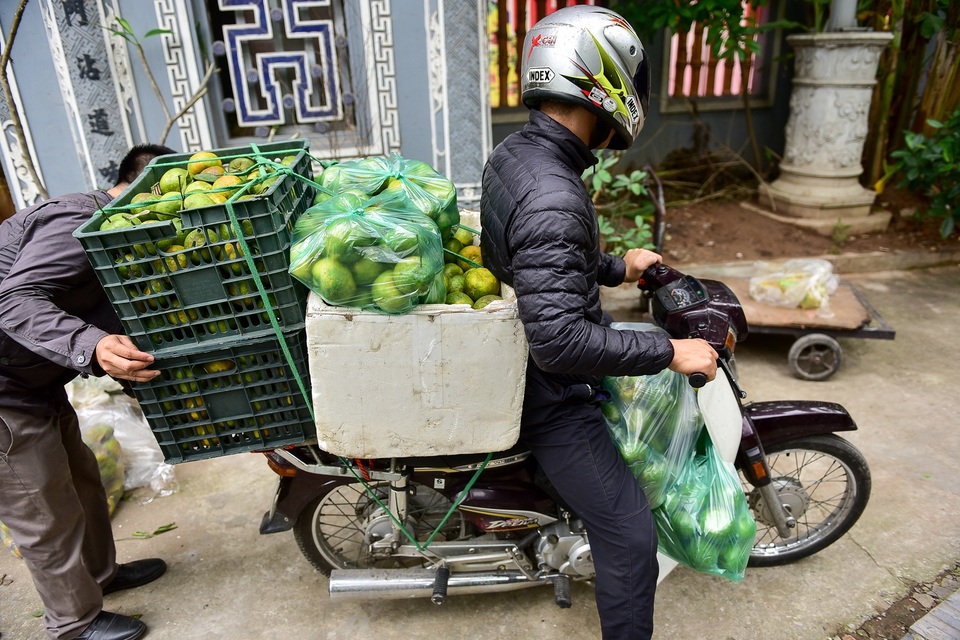 Dân Thủ đô giải cứu quýt sạch cho nông dân Nghệ An - 12 Dân Thủ đô giải cứu quýt sạch cho nông dân Nghệ An - 12