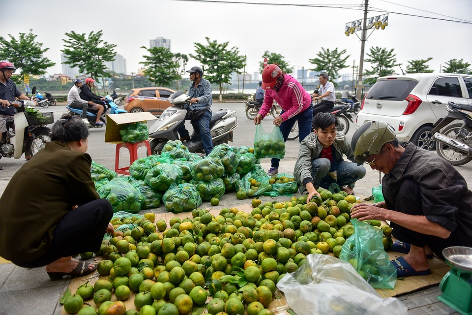 Dân Thủ đô giải cứu quýt sạch cho nông dân Nghệ An - 1 Dân Thủ đô giải cứu quýt sạch cho nông dân Nghệ An - 1