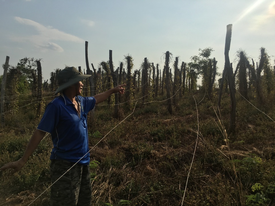 Vụ “chanh dây không quả”: Công ty “biến mất”, dân mòn mỏi chờ đền bù - 2