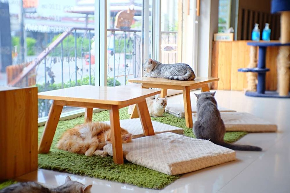 Mèo có thực sự nhận thức được tên mà chủ nhân đặt cho mình? - 3 Mèo có thực sự nhận thức được tên mà chủ nhân đặt cho mình? - 3