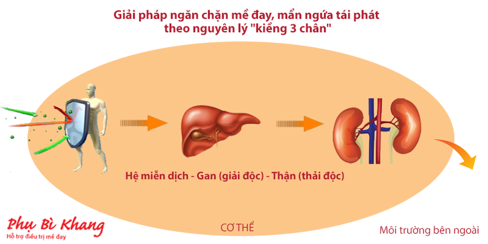 Thêm một hướng đi hiệu quả trong việc hỗ trợ điều trị mề đay mãn tính - 2 Thêm một hướng đi hiệu quả trong việc hỗ trợ điều trị mề đay mãn tính - 2