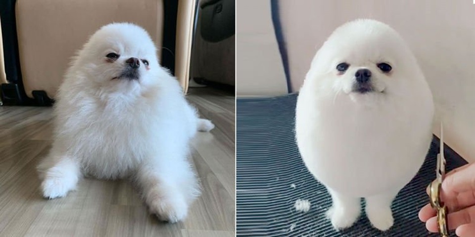Chú chó hình quả trứng Pom Pom khiến dân mạng phát cuồng - 1 Chú chó hình quả trứng Pom Pom khiến dân mạng phát cuồng - 1