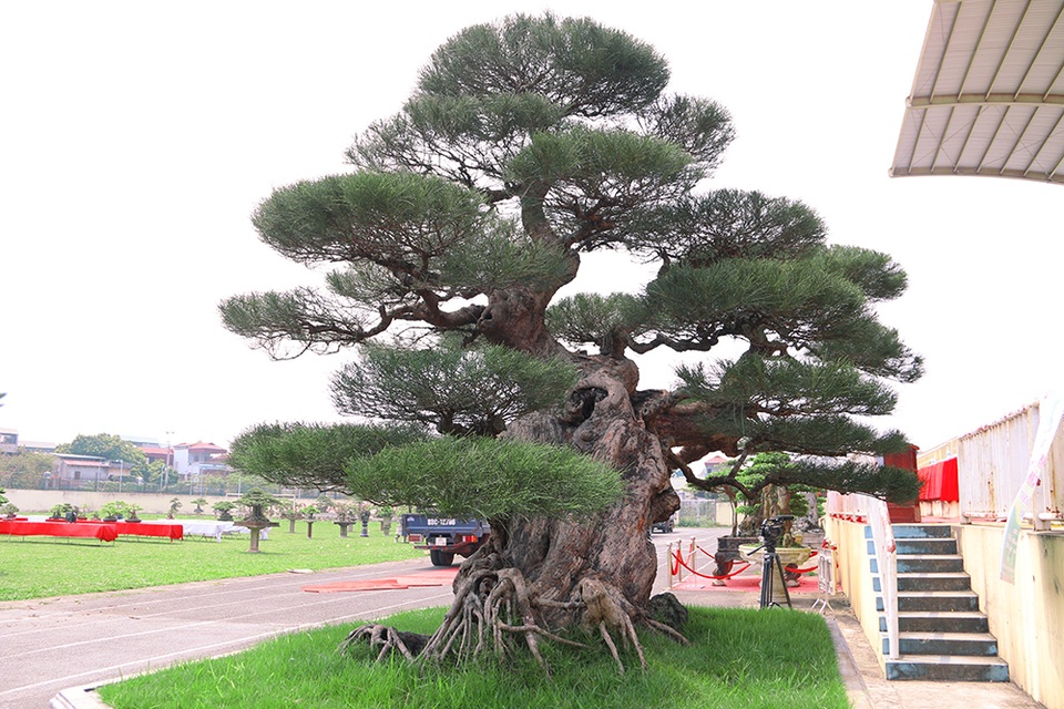 Cây phi lao 300 tuổi được trả giá 2 tỷ đồng nhưng chủ nhân không bán - 5 Cây phi lao 300 tuổi được trả giá 2 tỷ đồng nhưng chủ nhân không bán - 5
