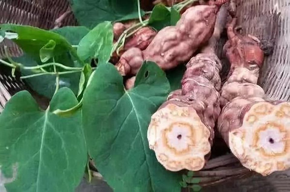 Hà thủ ô: “vị thuốc quý” trong sách xưa - 1 Hà thủ ô: “vị thuốc quý” trong sách xưa - 1