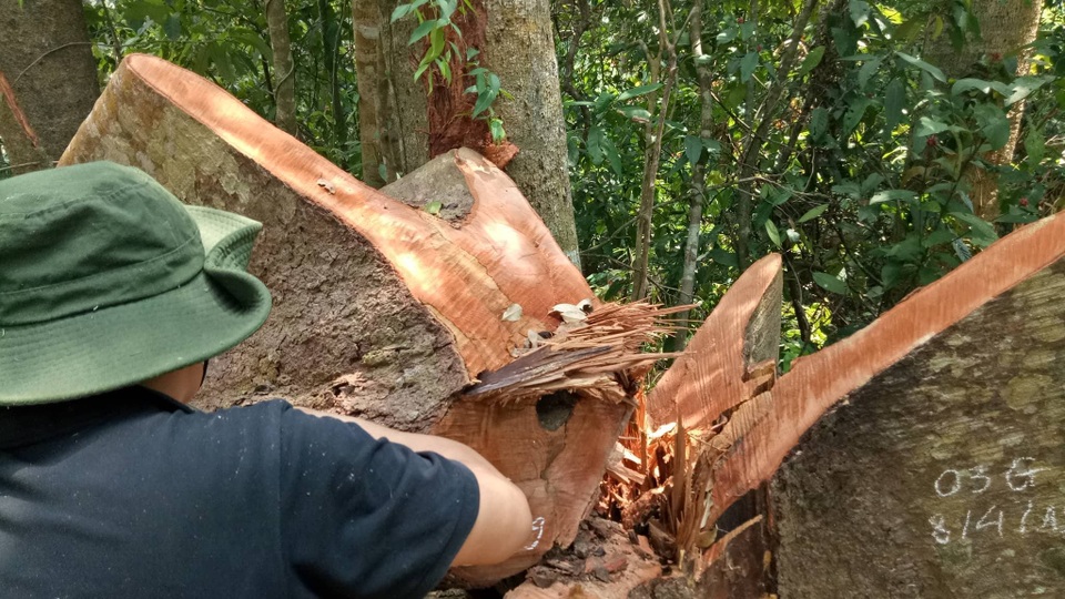 Phát hiện một vụ phá rừng quy mô lớn - 2 Phát hiện một vụ phá rừng quy mô lớn - 2