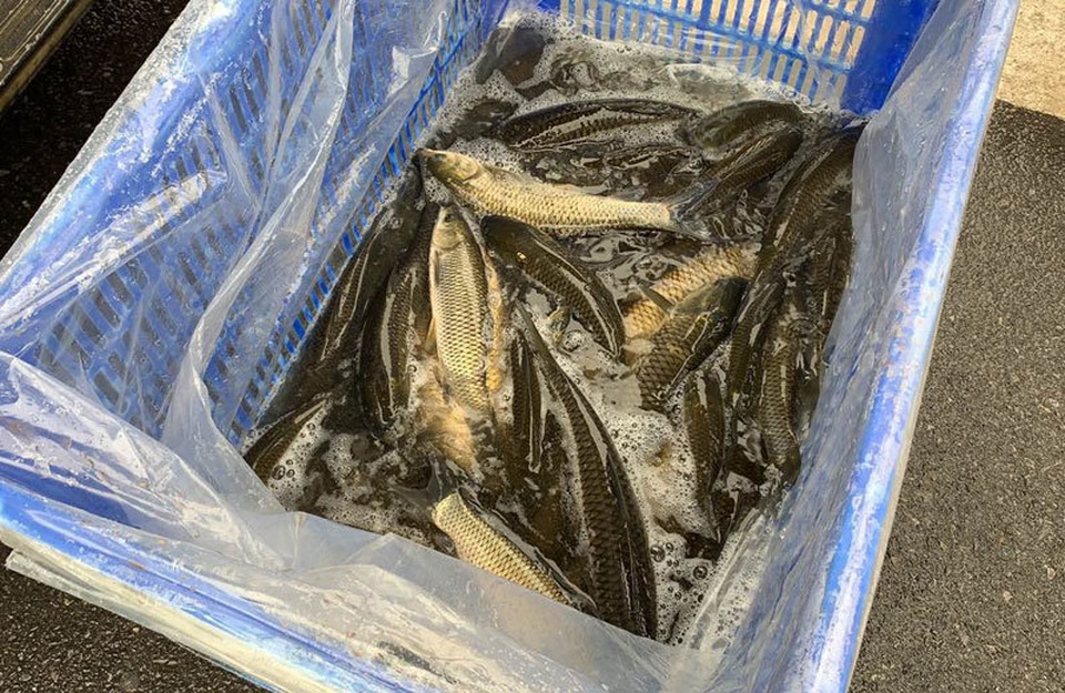 Khu dân cư đại gia: Mấy trăm triệu mua 2 tấn cá phóng sinh xuống hồ - 2