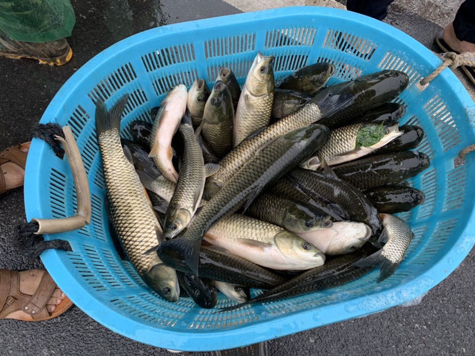 Khu dân cư đại gia: Mấy trăm triệu mua 2 tấn cá phóng sinh xuống hồ - 3