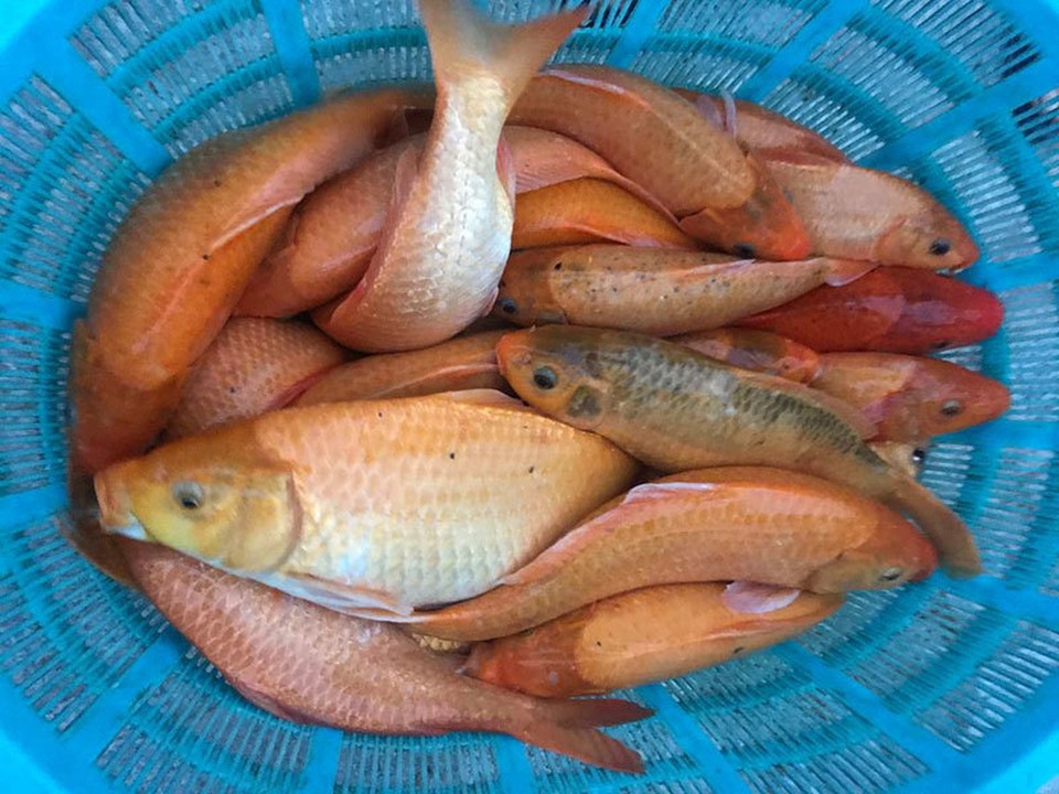 Khu dân cư đại gia: Mấy trăm triệu mua 2 tấn cá phóng sinh xuống hồ - 4