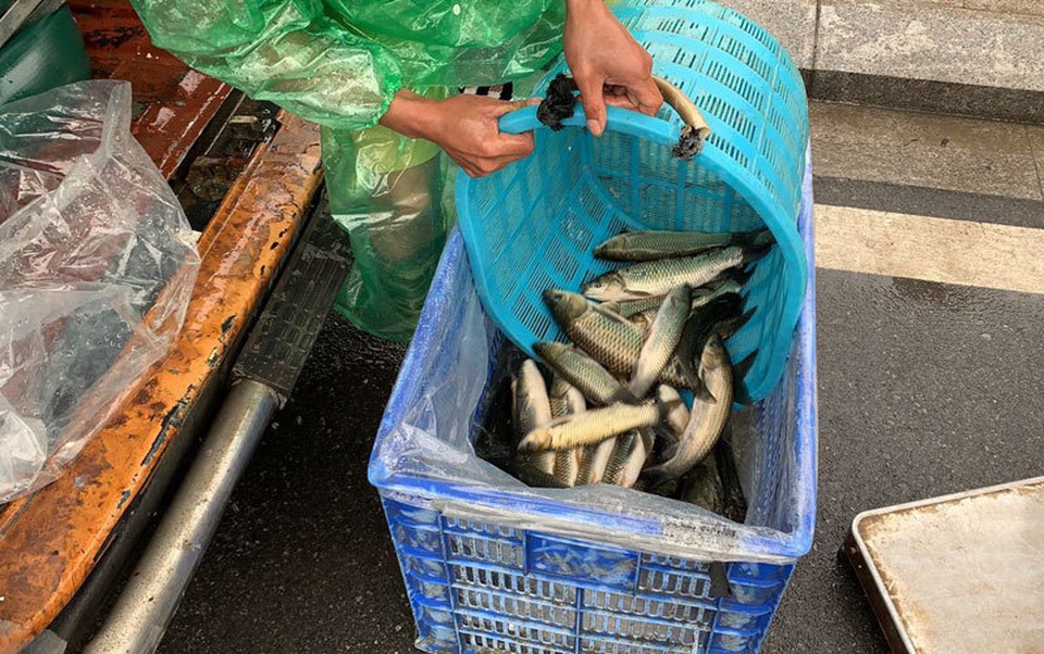 Khu dân cư đại gia: Mấy trăm triệu mua 2 tấn cá phóng sinh xuống hồ - 5