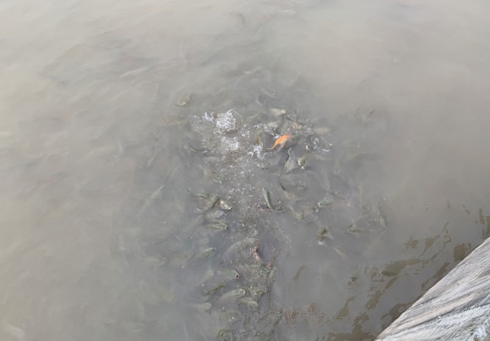 Khu dân cư đại gia: Mấy trăm triệu mua 2 tấn cá phóng sinh xuống hồ - 6