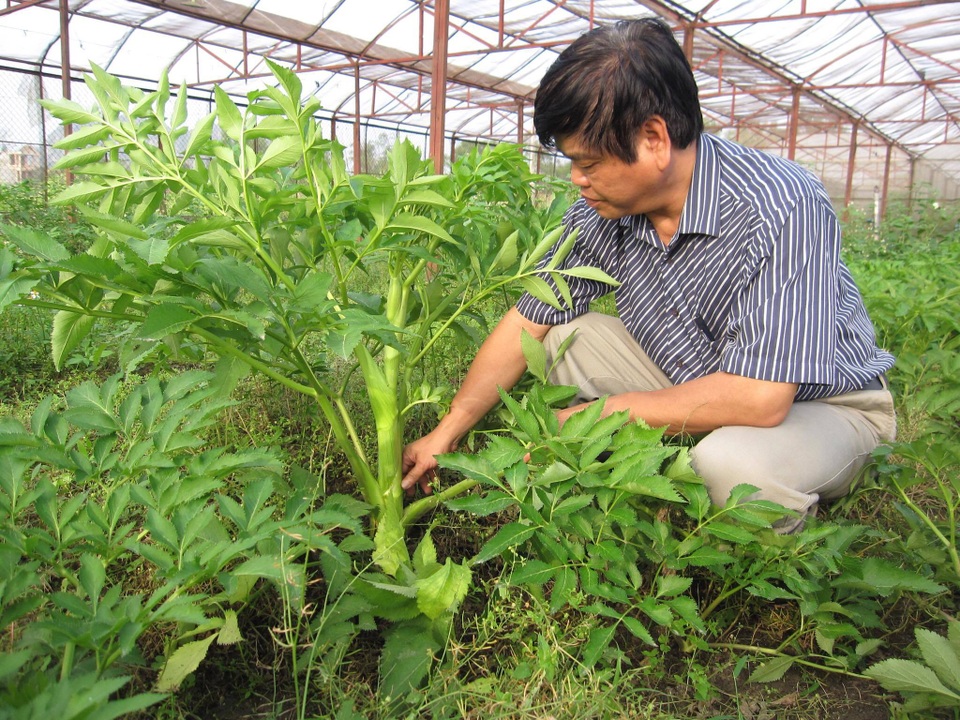 Đông Y Gia truyền Cụ Cử Thâm – Nghiên cứu và ứng dụng bài thuốc gia truyền bằng phương pháp khoa học - 1 Đông Y Gia truyền Cụ Cử Thâm – Nghiên cứu và ứng dụng bài thuốc gia truyền bằng phương pháp khoa học - 1