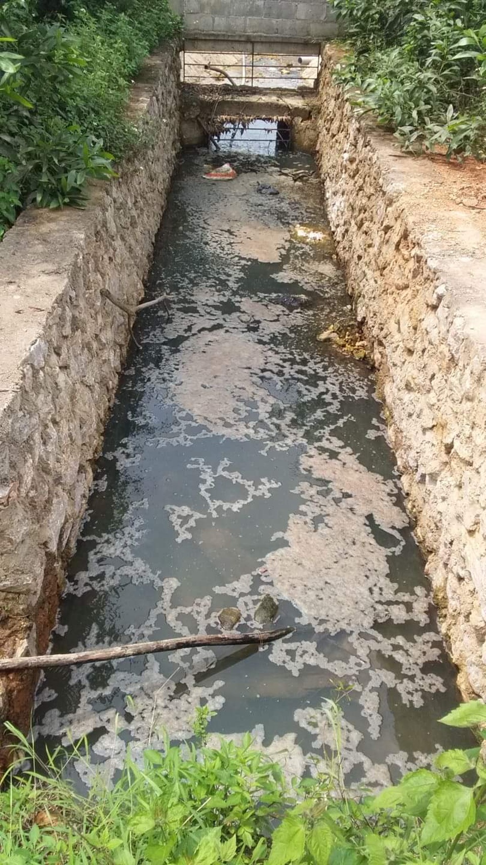Nghệ An: Trang trại lợn công nghệ cao bức tử môi trường, dân yêu cầu dừng hoạt động - 10 Nghệ An: Trang trại lợn công nghệ cao bức tử môi trường, dân yêu cầu dừng hoạt động - 10