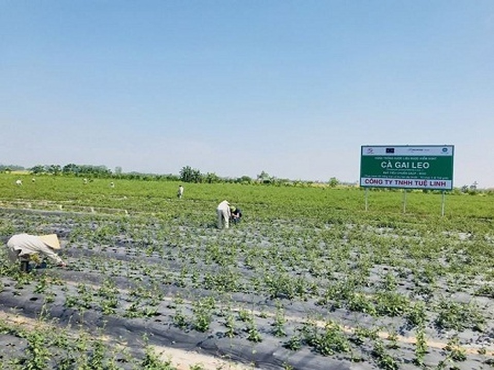 Tuệ Linh với chiến lược “con người là trung tâm” trong phát triển bền vững - 1 Tuệ Linh với chiến lược “con người là trung tâm” trong phát triển bền vững - 1