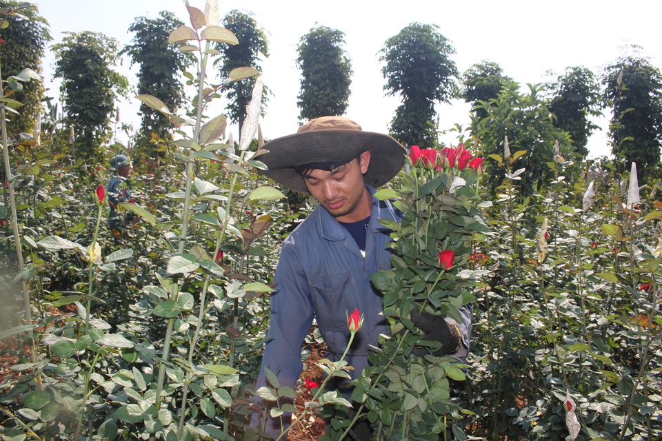 Thanh niên 9X trồng hoa hồng xứ Bắc trên phố núi, thu hàng trăm triệu đồng mỗi năm - 3 Thanh niên 9X trồng hoa hồng xứ Bắc trên phố núi, thu hàng trăm triệu đồng mỗi năm - 3