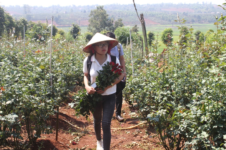 Thanh niên 9X trồng hoa hồng xứ Bắc trên phố núi, thu hàng trăm triệu đồng mỗi năm - 4 Thanh niên 9X trồng hoa hồng xứ Bắc trên phố núi, thu hàng trăm triệu đồng mỗi năm - 4