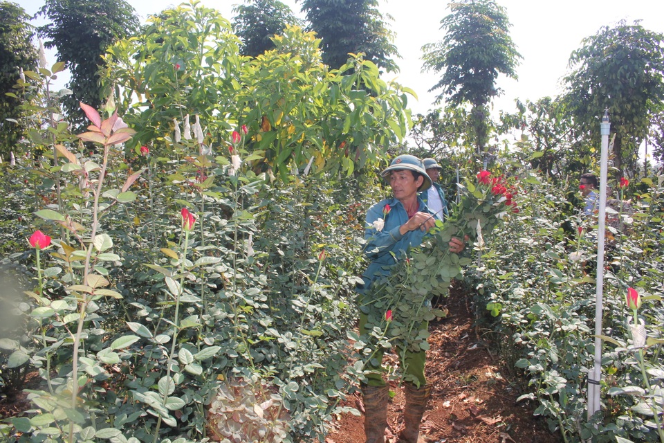 Thanh niên 9X trồng hoa hồng xứ Bắc trên phố núi, thu hàng trăm triệu đồng mỗi năm - 2 Thanh niên 9X trồng hoa hồng xứ Bắc trên phố núi, thu hàng trăm triệu đồng mỗi năm - 2