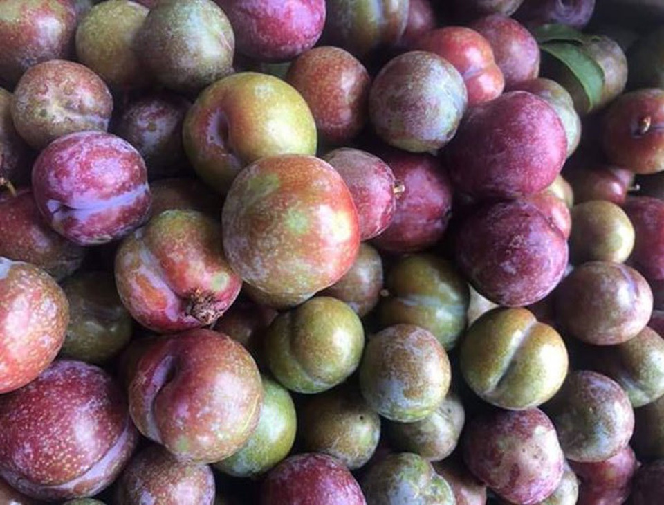 Đắt gấp đôi hàng ngoại, mận Việt chua chát 300 ngàn đồng/kg vẫn cháy hàng - 2 Đắt gấp đôi hàng ngoại, mận Việt chua chát 300 ngàn đồng/kg vẫn cháy hàng - 2