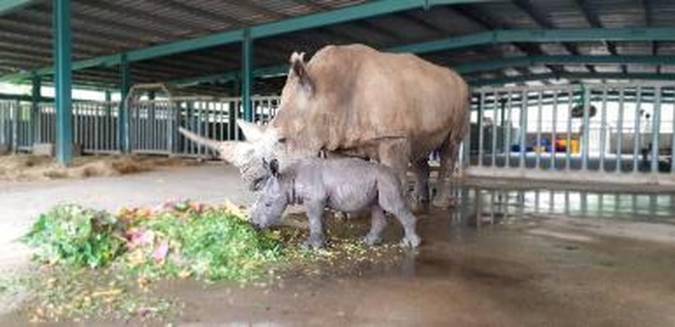 Liên tiếp thú hiếm sinh nở tại “ngôi nhà động vật năm châu” Vinpearl Safari - 3 Liên tiếp thú hiếm sinh nở tại “ngôi nhà động vật năm châu” Vinpearl Safari - 3