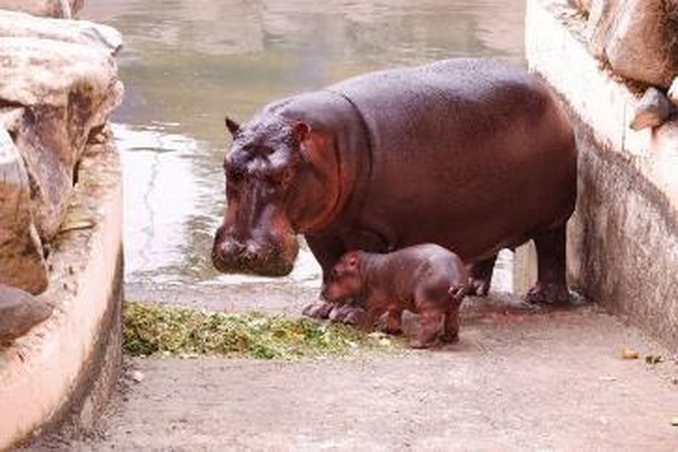 Liên tiếp thú hiếm sinh nở tại “ngôi nhà động vật năm châu” Vinpearl Safari - 5 Liên tiếp thú hiếm sinh nở tại “ngôi nhà động vật năm châu” Vinpearl Safari - 5