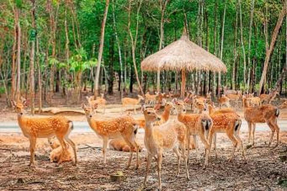 Liên tiếp thú hiếm sinh nở tại “ngôi nhà động vật năm châu” Vinpearl Safari - 9 Liên tiếp thú hiếm sinh nở tại “ngôi nhà động vật năm châu” Vinpearl Safari - 9