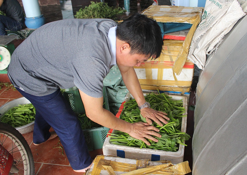 Cặp vợ chồng 20 năm giữa đảo hoang, mỗi ngày 2 tạ rau bí bán khắp Hà Nội - 7 Cặp vợ chồng 20 năm giữa đảo hoang, mỗi ngày 2 tạ rau bí bán khắp Hà Nội - 7