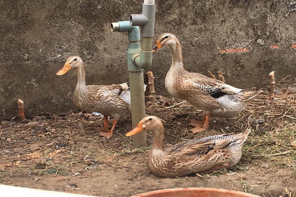 Chuyện khó tin bên trong biệt thự triệu đô bỏ hoang ở Sài Gòn - 15 Chuyện khó tin bên trong biệt thự triệu đô bỏ hoang ở Sài Gòn - 15