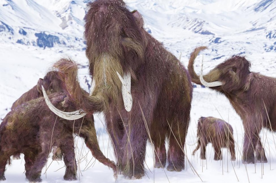 Voi ma mút lông và người Neanderthal có chung đặc điểm di truyền - 1 Voi ma mút lông và người Neanderthal có chung đặc điểm di truyền - 1