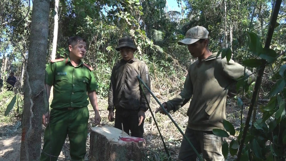 Đắk Lắk: Phát hiện thêm một vụ phá rừng - 1 Đắk Lắk: Phát hiện thêm một vụ phá rừng - 1