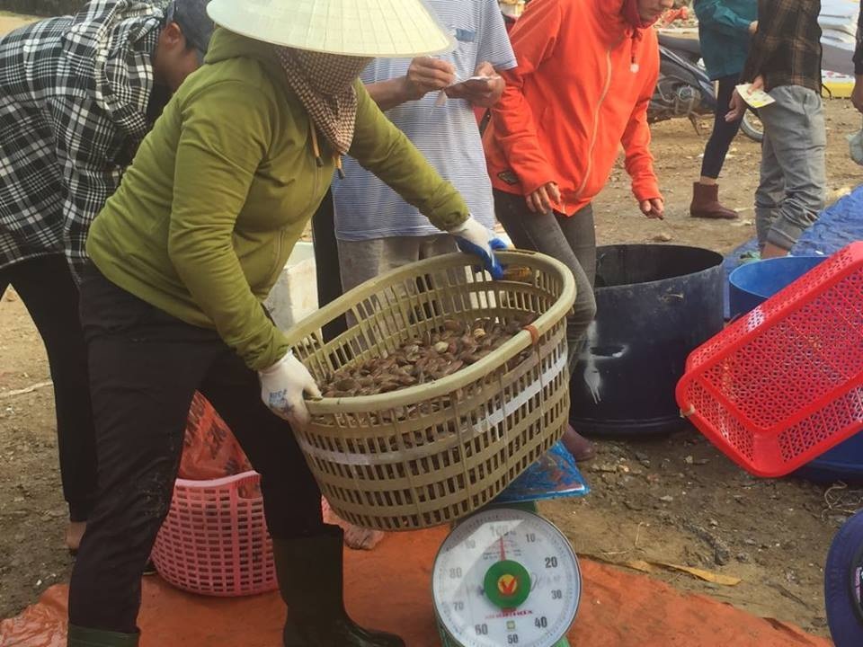Ngư dân Hà Tĩnh phấn khởi vì trúng đậm sò lụa - 6 Ngư dân Hà Tĩnh phấn khởi vì trúng đậm sò lụa - 6