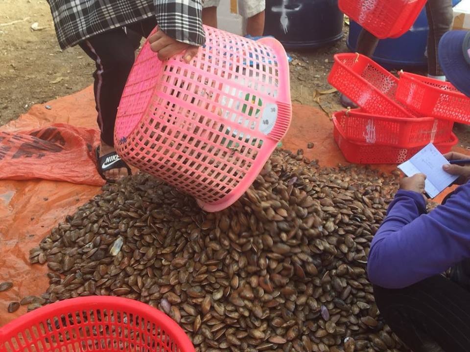 Ngư dân Hà Tĩnh phấn khởi vì trúng đậm sò lụa - 7 Ngư dân Hà Tĩnh phấn khởi vì trúng đậm sò lụa - 7
