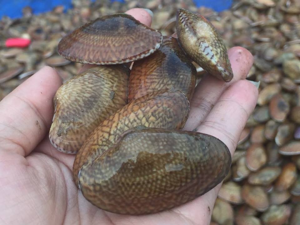 Ngư dân Hà Tĩnh phấn khởi vì trúng đậm sò lụa - 11 Ngư dân Hà Tĩnh phấn khởi vì trúng đậm sò lụa - 11