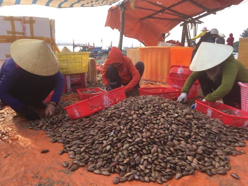 Ngư dân Hà Tĩnh phấn khởi vì trúng đậm sò lụa - 8 Ngư dân Hà Tĩnh phấn khởi vì trúng đậm sò lụa - 8