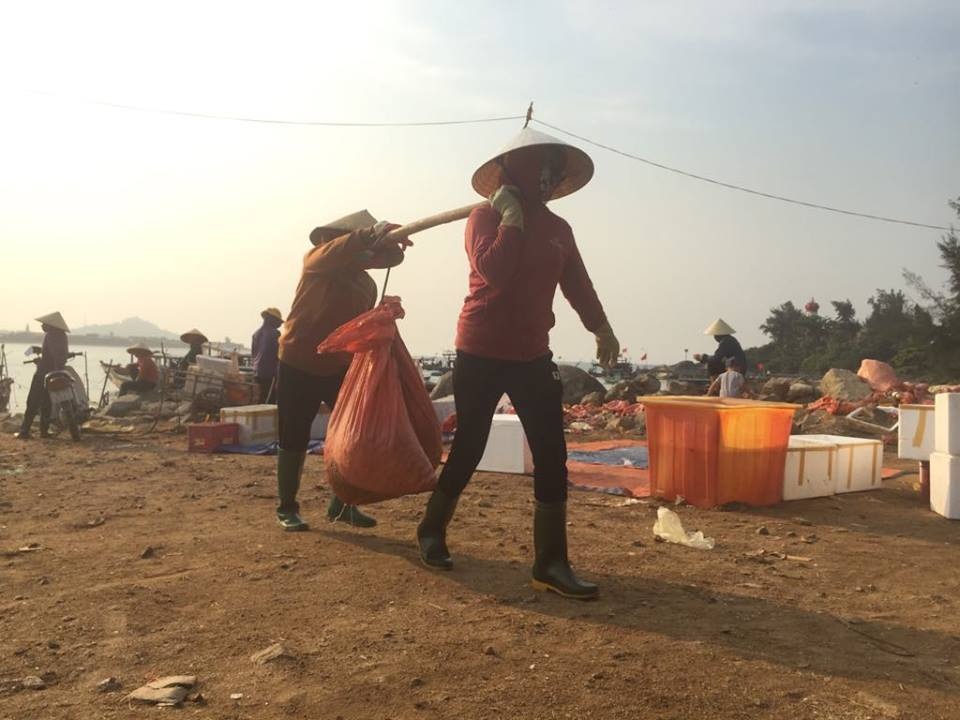 Ngư dân Hà Tĩnh phấn khởi vì trúng đậm sò lụa - 10 Ngư dân Hà Tĩnh phấn khởi vì trúng đậm sò lụa - 10