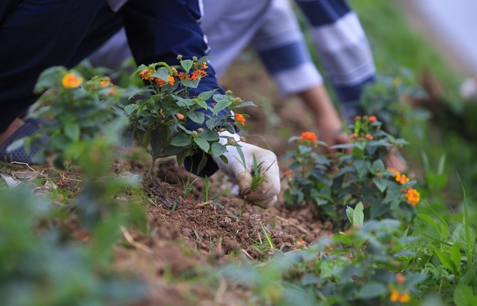 Kênh ngập rác thải biến thành đường hoa ở Hà Nội - 4 Kênh ngập rác thải biến thành đường hoa ở Hà Nội - 4