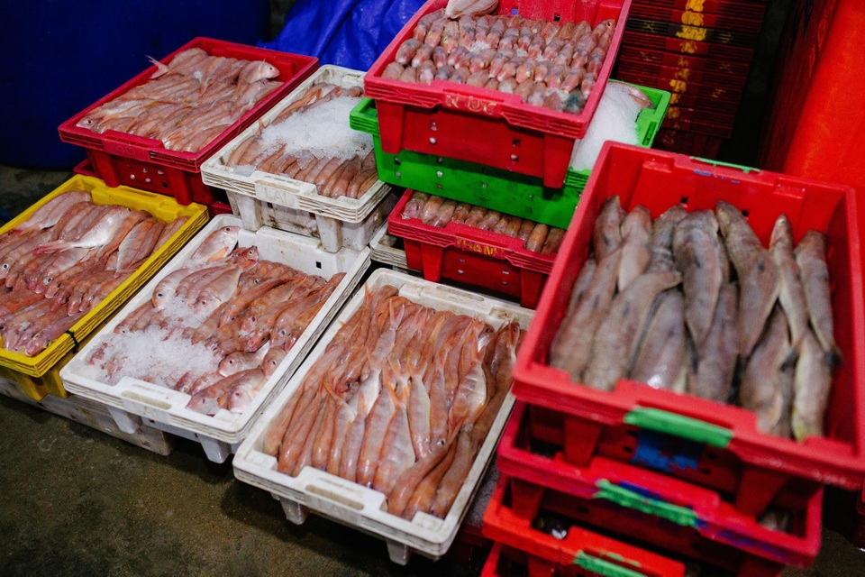 Hành trình chưa đầy 48h từ cảng biển tới bàn ăn của cá biển tại Bách hóa Xanh - 3 Hành trình chưa đầy 48h từ cảng biển tới bàn ăn của cá biển tại Bách hóa Xanh - 3