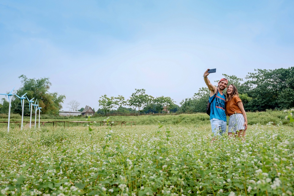 Mãn nhãn vườn hoa tam giác mạch gần 1 héc ta ở Hà Nội hút khách tham quan - 8 Mãn nhãn vườn hoa tam giác mạch gần 1 héc ta ở Hà Nội hút khách tham quan - 8
