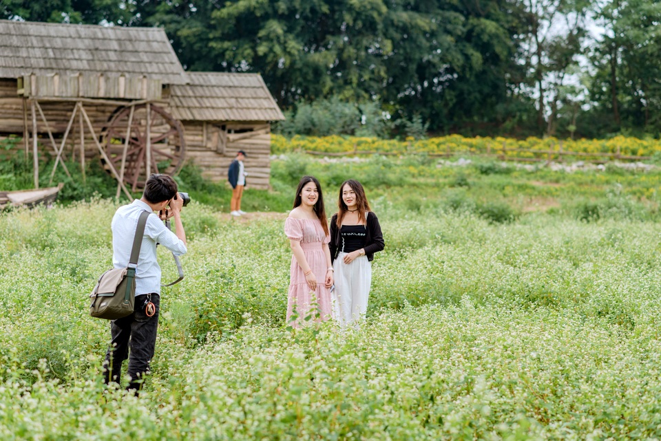 Mãn nhãn vườn hoa tam giác mạch gần 1 héc ta ở Hà Nội hút khách tham quan - 6 Mãn nhãn vườn hoa tam giác mạch gần 1 héc ta ở Hà Nội hút khách tham quan - 6