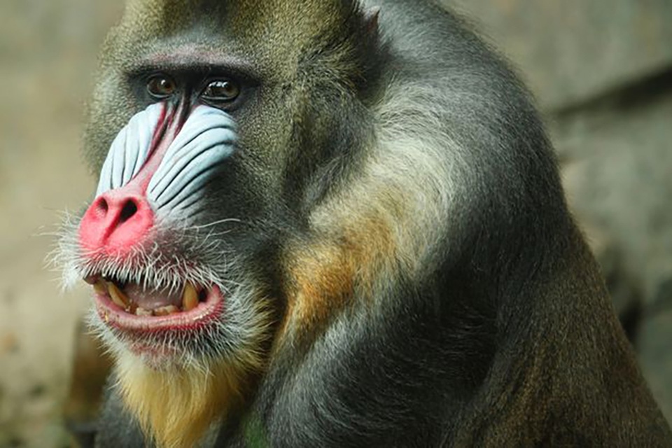 Đàn ông nhiều râu có thể có tinh hoàn nhỏ hơn so với những người không có râu? - 1 Đàn ông nhiều râu có thể có tinh hoàn nhỏ hơn so với những người không có râu? - 1