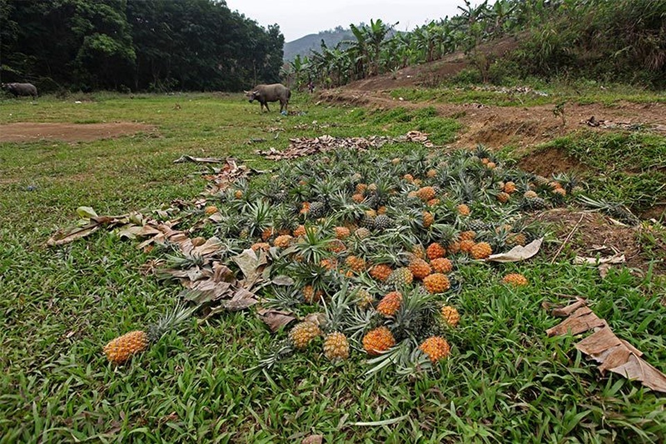 Trung Quốc đột nhiên cắt cầu: Thảm cảnh đổ bỏ cả xe tải dứa cho bò ăn - 4 Trung Quốc đột nhiên cắt cầu: Thảm cảnh đổ bỏ cả xe tải dứa cho bò ăn - 4