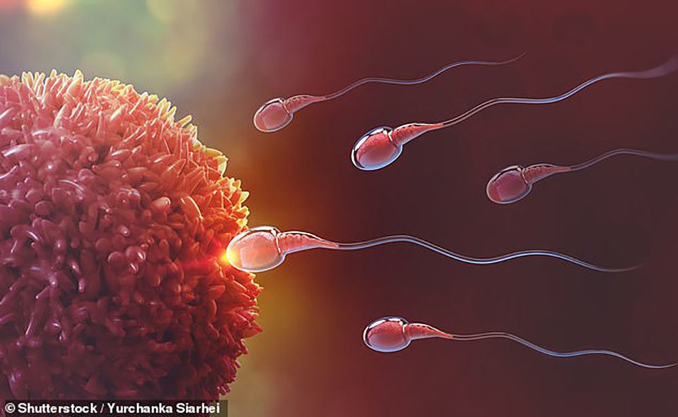 Tinh trùng trở nên nhanh hơn khi có “đối thủ” - 1