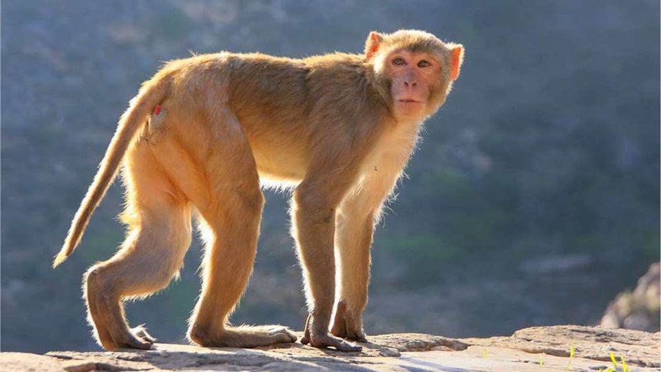 Các nhà khoa học “cấy” gene não người vào… khỉ gây tranh cãi - 1 Các nhà khoa học “cấy” gene não người vào… khỉ gây tranh cãi - 1