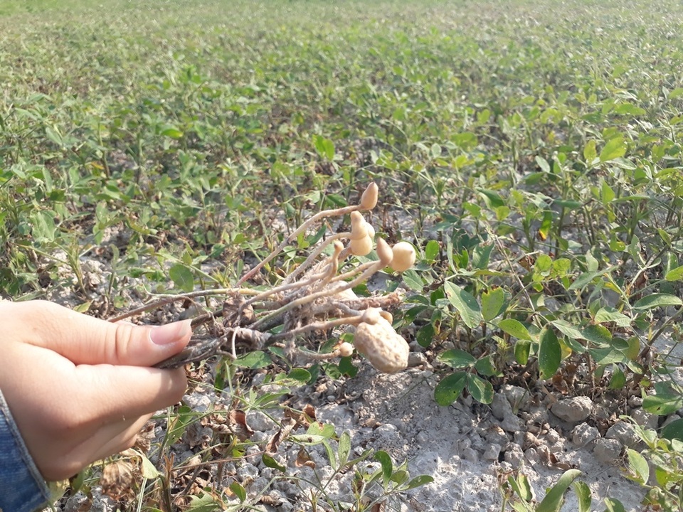 Đậu, lạc chết hàng loạt vì nắng nóng - 3