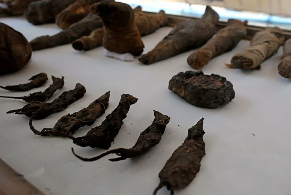 Phát hiện lăng mộ có nhiều xác ướp của… chuột - 1