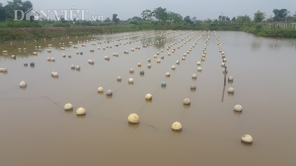 Ninh Bình: Ném 4 tỷ xuống ao, bắt trai nhả ngọc, 9X thu tiền tỷ - 2 Ninh Bình: Ném 4 tỷ xuống ao, bắt trai nhả ngọc, 9X thu tiền tỷ - 2