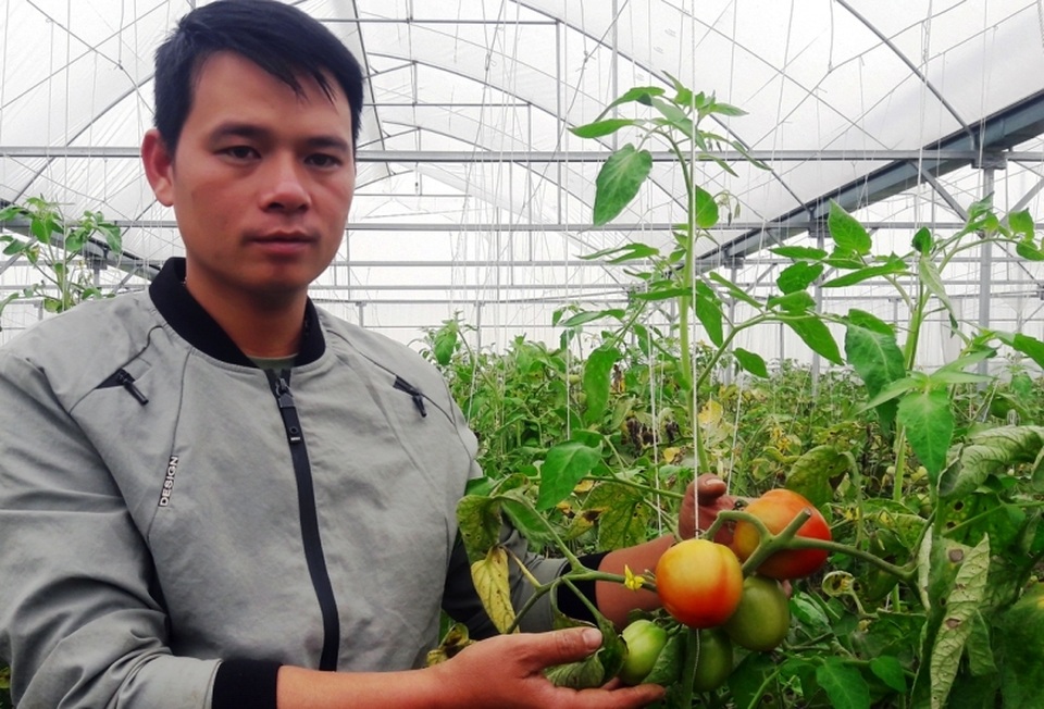 Chàng trai thu trăm triệu đồng từ ...cà chua, hoa hồng và dưa kim hoàng hậu - 1 Chàng trai thu trăm triệu đồng từ ...cà chua, hoa hồng và dưa kim hoàng hậu - 1