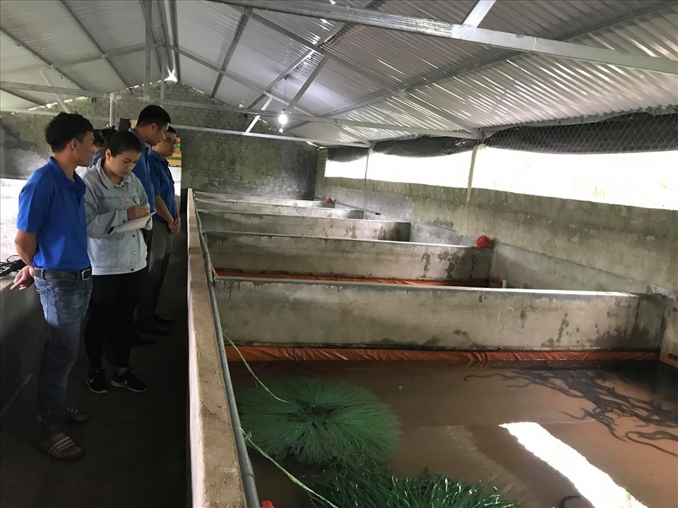 Nuôi lươn đồng không dùng bùn, chàng trai trẻ thu hàng trăm triệu/năm - 5 Nuôi lươn đồng không dùng bùn, chàng trai trẻ thu hàng trăm triệu/năm - 5